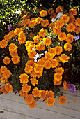French marigolds (Tagetes sp.)