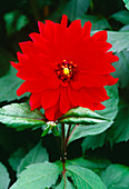 Dahlia flower (Dahlia 'Murdoch')