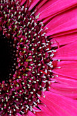 Gerbera flower