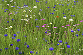 Meadow flowers