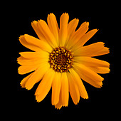 Pot marigold (Calendula sp.)