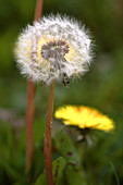 Dandelions (Taraxacum officinale)