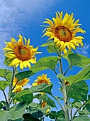 Sunflowers (Helianthus sp.)