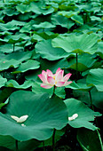 Flower and leaves of sacred lotus