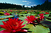 Large water lilies,Nymphaea