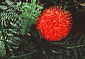 African blood lily