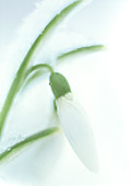 Snowdrop flower