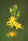 Bog asphodel flower