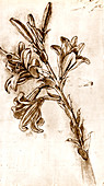 Leonardo da Vinci's lilies