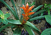 Red ornamental banana plant