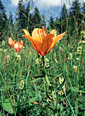 Orange lilies