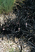 Lily turf plants
