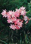Belladonna lilies