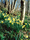 Wild daffodils