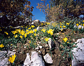 Yellow autumn crocuses