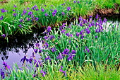 Japanese water iris flowers (Iris sp.)