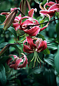 Lilium 'Black Beauty'