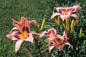 Day lilies (Hemerocallis 'Holy Spirit')