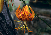 Leopard lily flower