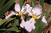 White roof iris 'Alba'
