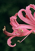 Spider lily flower