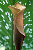 Arum lily (Zantedeschia elliottiana)