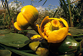 Yellow water lily flowers and fruits