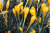 Crocus 'Golden Bunch' flowers