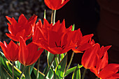Tulips (Tulipa praestans 'Blomenlust')
