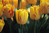 Tulip flowers (Tulipa 'Olympic Flame')