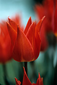 Tulip flower (Tulipa 'Jane Packer')