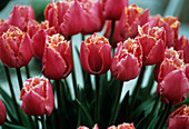 Tulips (Tulipa 'Madison Garden')