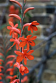 Watsonia 'Stanford Scarlet' flowers