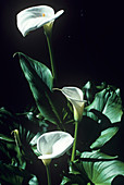 Arum lily flowers