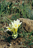 Yellow babiana plant