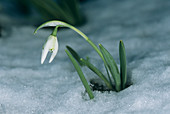Snowdrop flower in snow (Galanthus sp.)