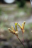Evergreen kangaroo paw flower