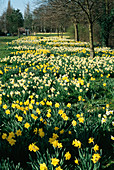 Daffodils (Narcissus sp.)