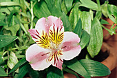 Peruvian lily (Alstroemeria 'Princess')