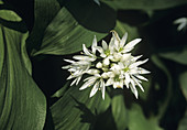 Ramsons flowers