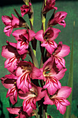 Field gladiolus flowers