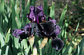 Tall bearded iris 'Hand Painted' flowers