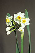 Daffodil 'Avalanche' flowers