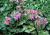 Fawn-lily flowers