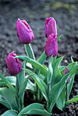 Tulip 'Van de Meer' flowers