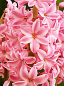 Hyacinth 'Anna Marie' flowers