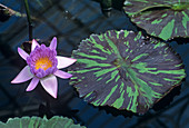 Water lily 'Leopardess' flower