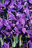 Dwarf iris 'George' flowers