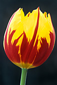 Tulipa 'Keizerskroon' flower