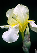 Bearded iris (Iris sp.)